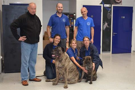 battersea dogs home brands hatch